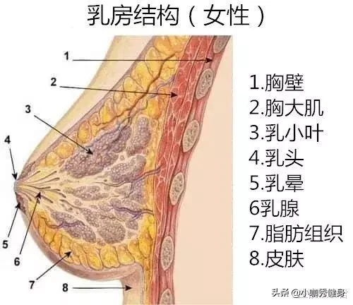 胸小怎么解决 减肥后胸小了怎么办