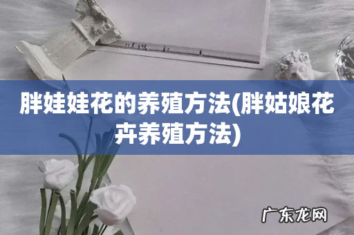 胖姑娘花卉养殖方法 胖娃娃花的养殖方法