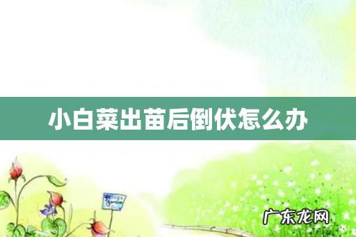 小白菜出苗后倒伏怎么办