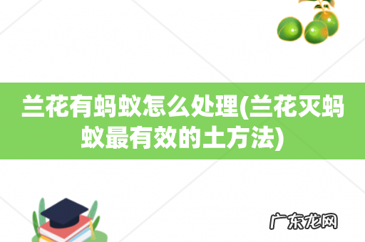兰花灭蚂蚁最有效的土方法 兰花有蚂蚁怎么处理