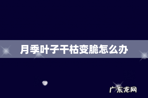 月季叶子干枯变脆怎么办