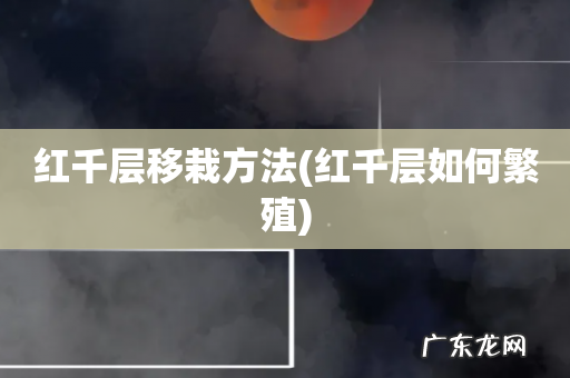 红千层如何繁殖 红千层移栽方法