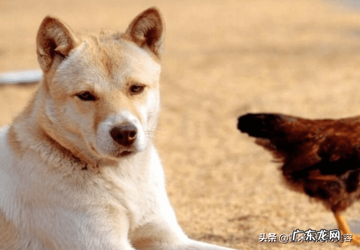 风水狗是什么意思 狗在风水中代表什么