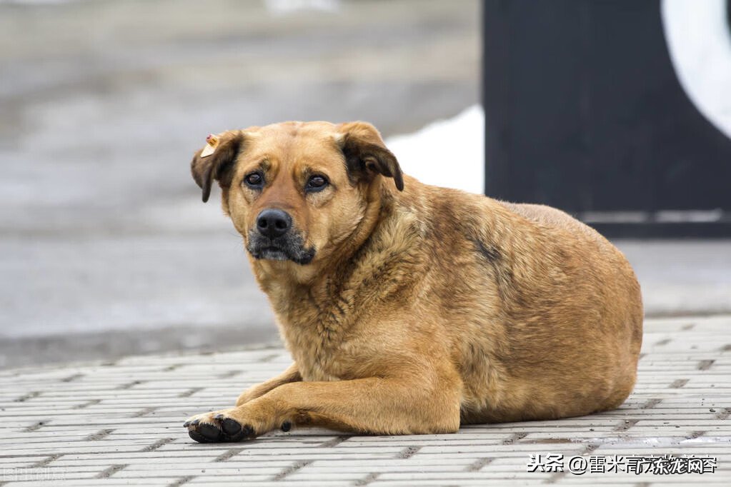风水狗是什么意思 狗在风水中代表什么