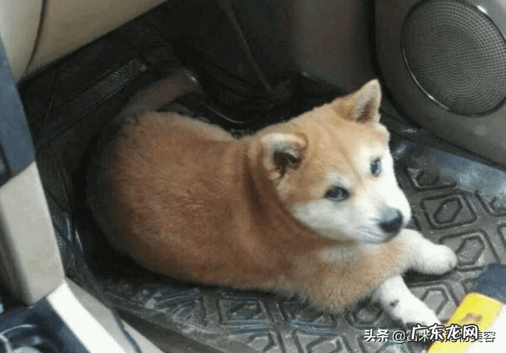 风水狗是什么意思 狗在风水中代表什么