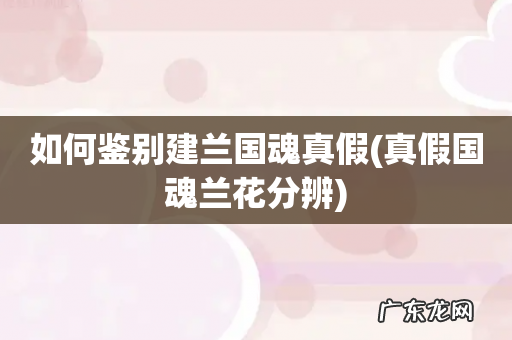 真假国魂兰花分辨 如何鉴别建兰国魂真假