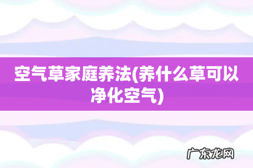养什么草可以净化空气 空气草家庭养法