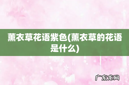 薰衣草的花语是什么 薰衣草花语紫色