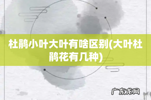 大叶杜鹃花有几种 杜鹃小叶大叶有啥区别