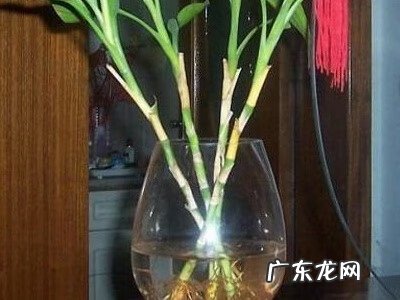 泡在水里的竹子怎样能养好 富贵竹怎么水养才旺盛