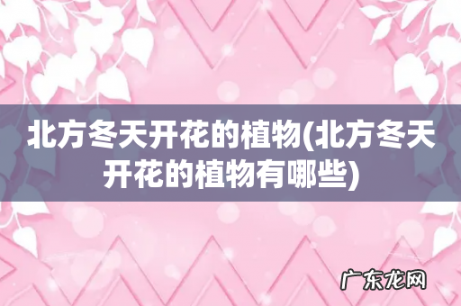 北方冬天开花的植物有哪些 北方冬天开花的植物