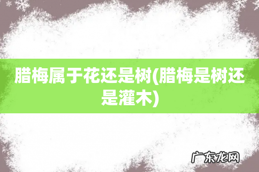 腊梅是树还是灌木 腊梅属于花还是树