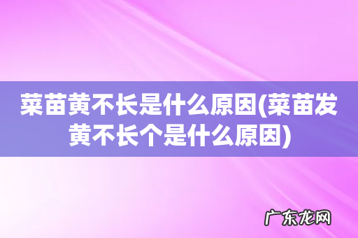 菜苗发黄不长个是什么原因 菜苗黄不长是什么原因