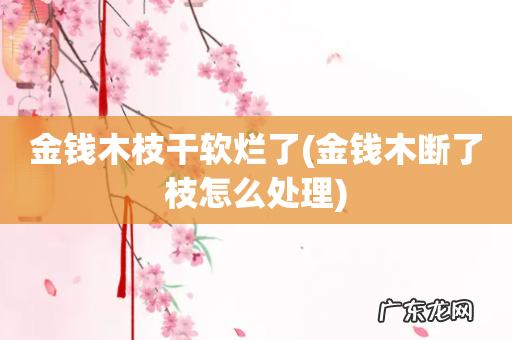 金钱木断了枝怎么处理 金钱木枝干软烂了