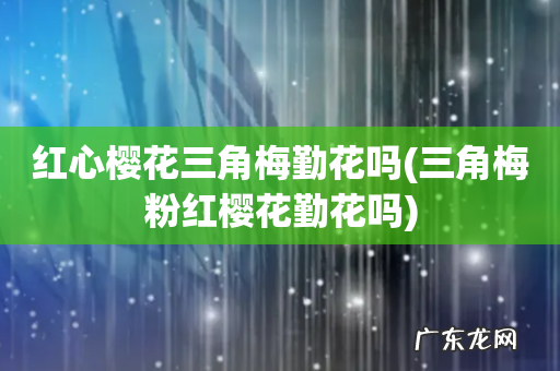 三角梅粉红樱花勤花吗 红心樱花三角梅勤花吗