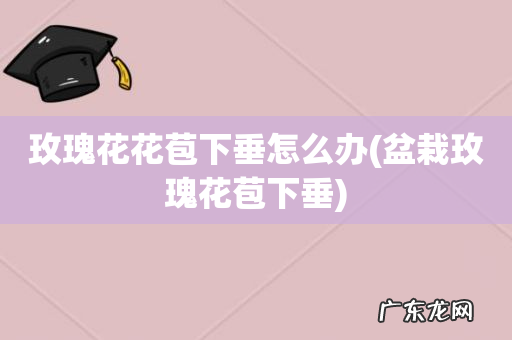 盆栽玫瑰花苞下垂 玫瑰花花苞下垂怎么办