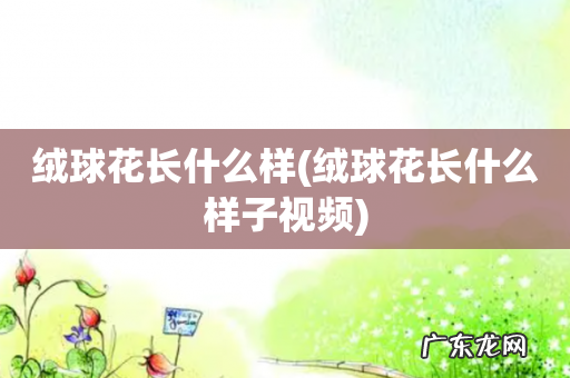 绒球花长什么样子视频 绒球花长什么样