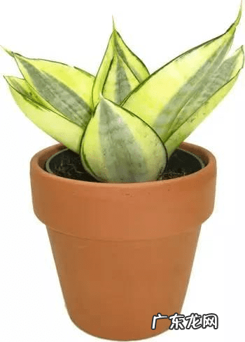 火烈鸟对于风水意味着什么 家里有火烈鸟的图案风水