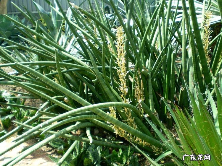 火烈鸟对于风水意味着什么 家里有火烈鸟的图案风水