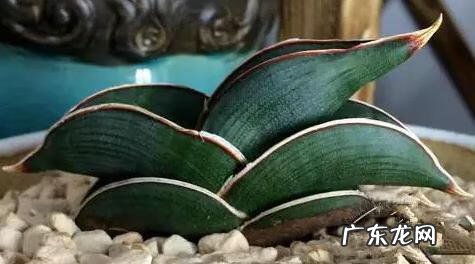 火烈鸟对于风水意味着什么 家里有火烈鸟的图案风水