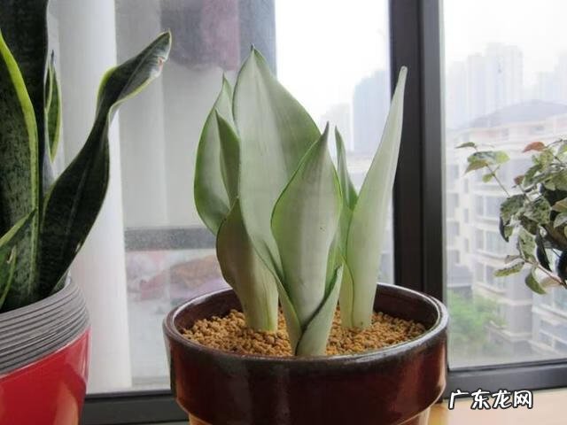 火烈鸟对于风水意味着什么 家里有火烈鸟的图案风水