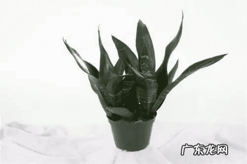 火烈鸟对于风水意味着什么 家里有火烈鸟的图案风水