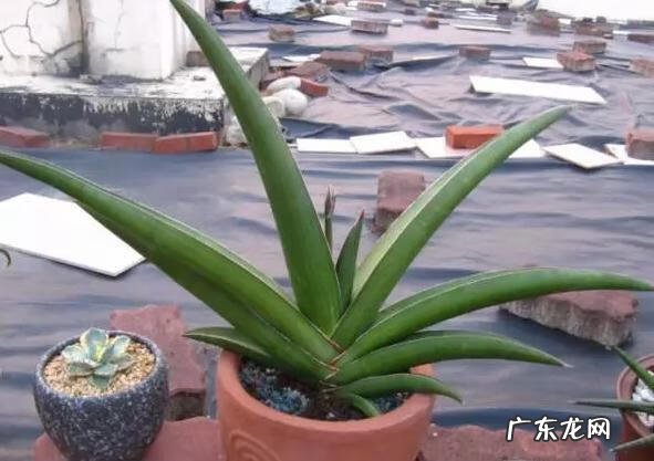 火烈鸟对于风水意味着什么 家里有火烈鸟的图案风水