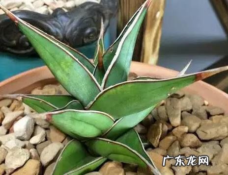 火烈鸟对于风水意味着什么 家里有火烈鸟的图案风水