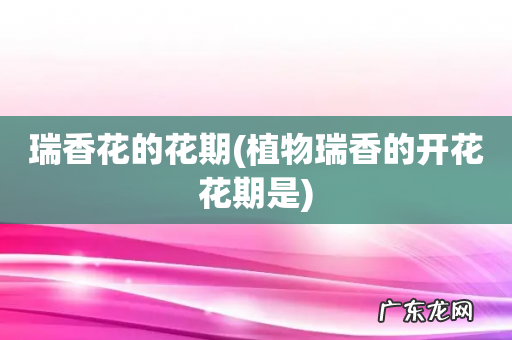 植物瑞香的开花花期是 瑞香花的花期