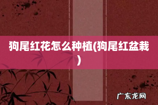 狗尾红盆栽 狗尾红花怎么种植