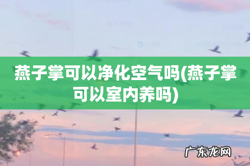 燕子掌可以室内养吗 燕子掌可以净化空气吗