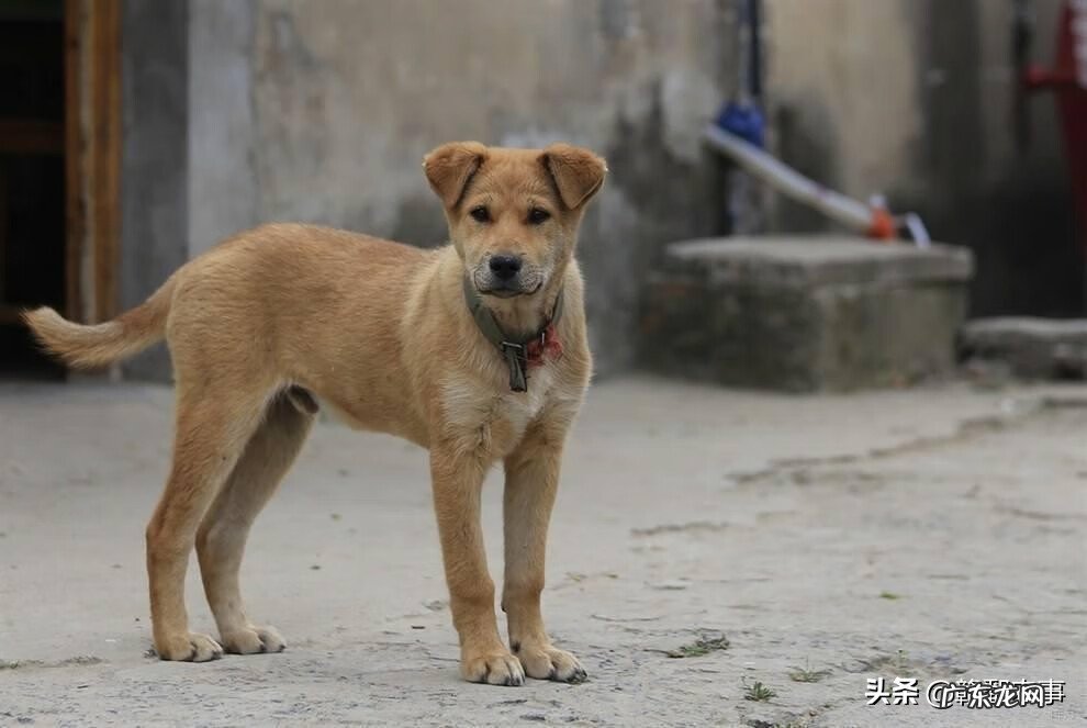 陌生狗进家门好不好 风水狗来家好不好?