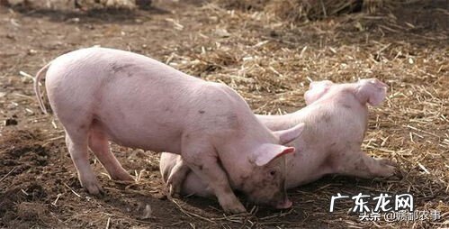 陌生狗进家门好不好 风水狗来家好不好?