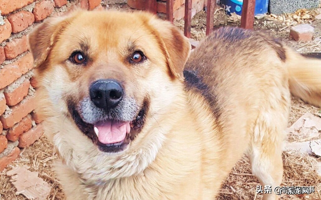 陌生狗进家门好不好 风水狗来家好不好?