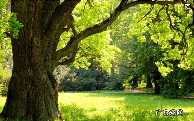 甲木是什么木 甲木的风水物件