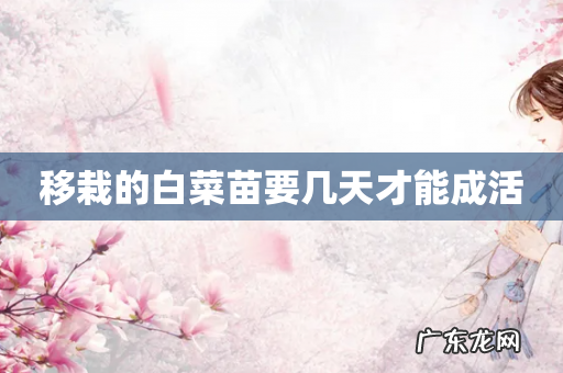 移栽的白菜苗要几天才能成活