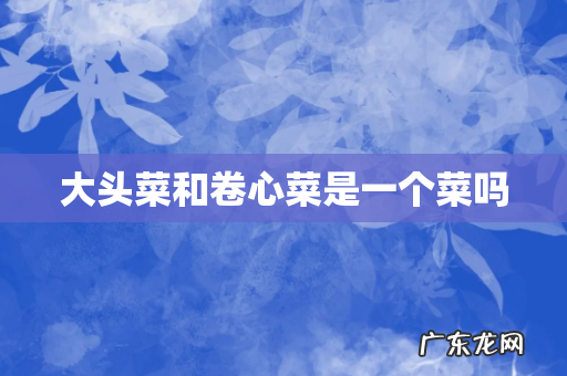 大头菜和卷心菜是一个菜吗