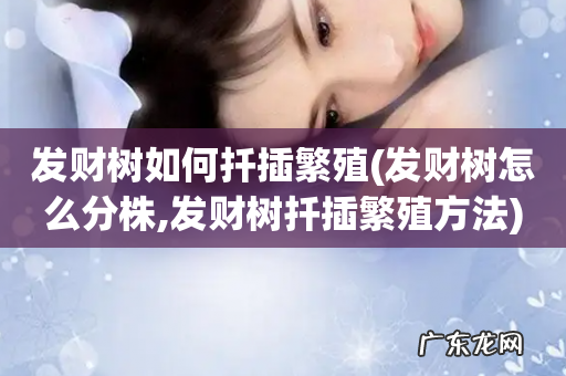 发财树怎么分株,发财树扦插繁殖方法 发财树如何扦插繁殖