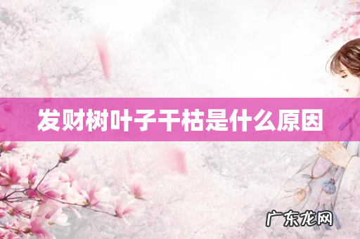发财树叶子干枯是什么原因