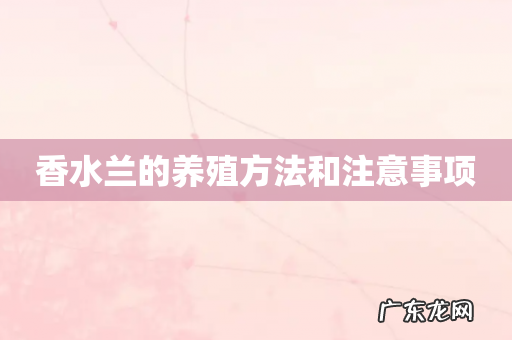 香水兰的养殖方法和注意事项