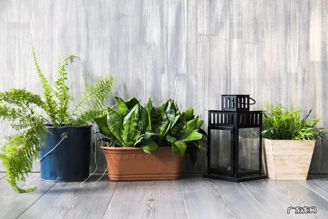 哪种植物吸收甲醛 植物可以吸收甲醛吗