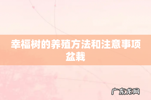 幸福树的养殖方法和注意事项盆栽