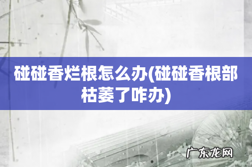 碰碰香根部枯萎了咋办 碰碰香烂根怎么办