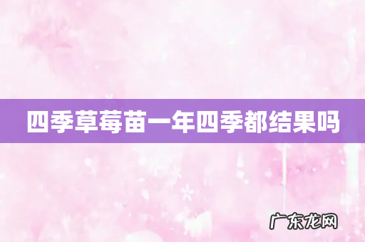 四季草莓苗一年四季都结果吗