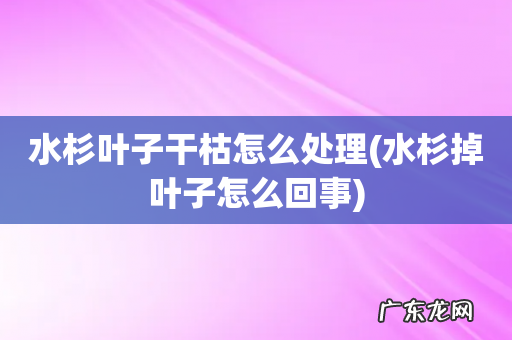 水杉掉叶子怎么回事 水杉叶子干枯怎么处理
