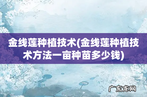 金线莲种植技术方法一亩种苗多少钱 金线莲种植技术