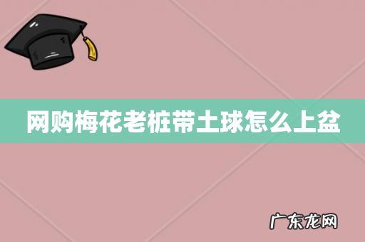 网购梅花老桩带土球怎么上盆