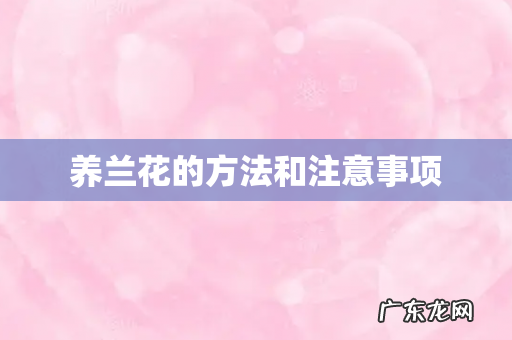 养兰花的方法和注意事项