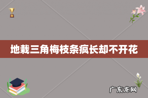 地栽三角梅枝条疯长却不开花