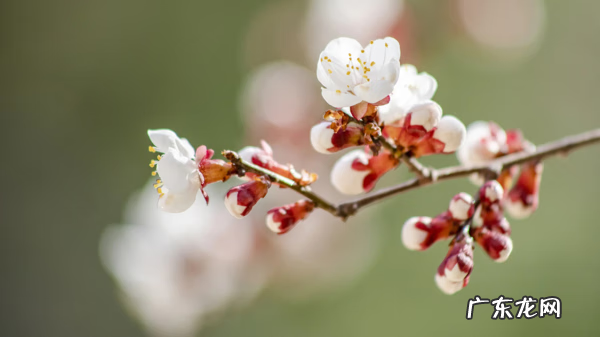 东南西北那边的风水好 风水学里东南西北各属什么